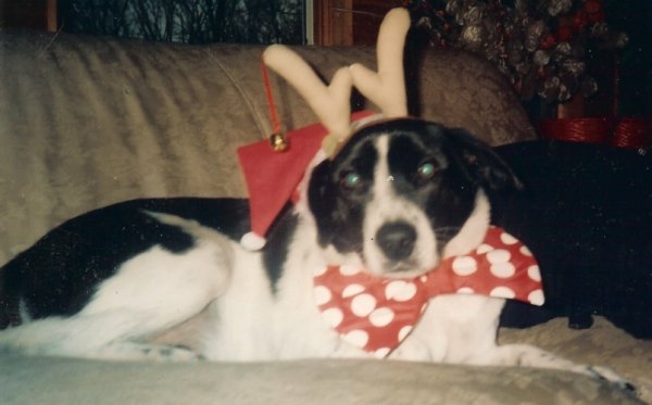 Lora's Dog